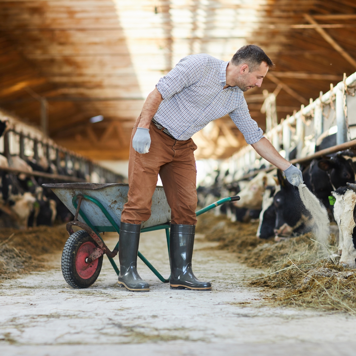 Poor Breeding Records